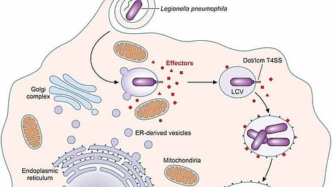 Legionella bacteria occur naturally in freshwater environments.