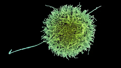 NK cells are unlike T cells in that, until now, they do not naturally attack specific targets.