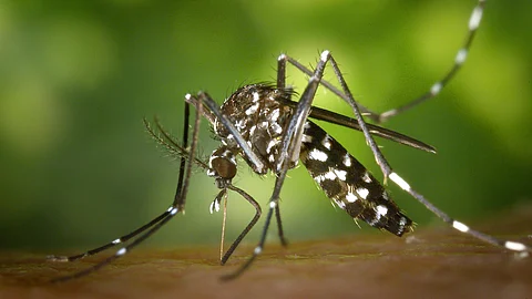 Dengue virus infects up to 400 million people each year, and there are few vaccines available.