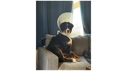 Dog named Luna, whose stomach was full of an incredible list of items, including 24 socks, hair ties, and a onesie.