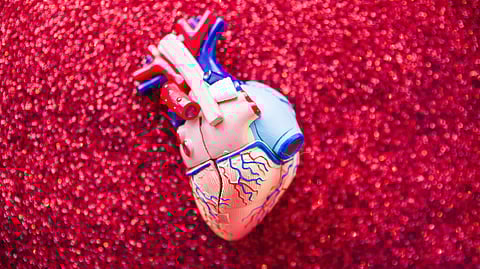 A model of the heart.