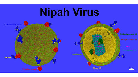 The Nipah virus (NiV) is a zoonotic disease, i.e., it infects humans through animals.