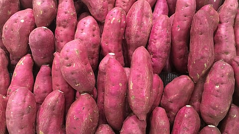 Sweet potato (Ipomoea batatas) extracts have the ability to stop the development of lung and breast cancer cells.