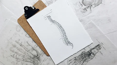 Illustration of spine