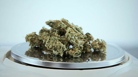 marijuana on a scale