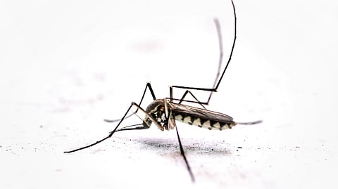 a-dengue-spreading-mosquito