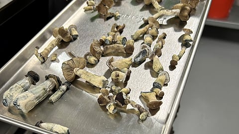 A cluster of golden-brown psychedelic mushrooms .