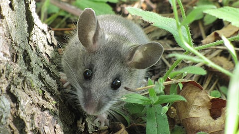 An image of a Deer Mouse.