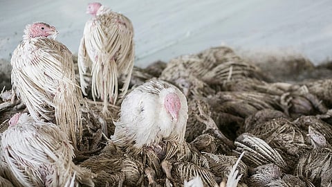 Several turkeys possibly affected by avian influenza, also known as bird flu.