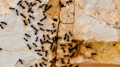 Group of black ants moving across a cracked floor or textured surface into the crevice.