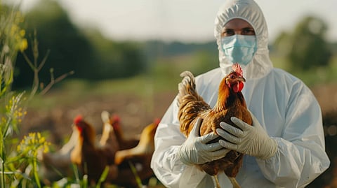 A person completely covered in PPE kit is holding a chicken in his hand in a farm.