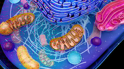 Colorful illustration of various cellular components of eukaryotic cell like mitochondria, endoplasmic reticulum.