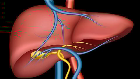 An anatomical illustration of the liver showing major blood vessels and bile ducts in blue and yellow color.