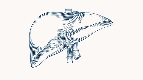 Hand drawn picture of liver.