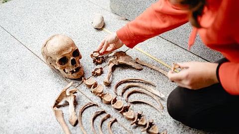 Anthropologist organizing skeletal remains.