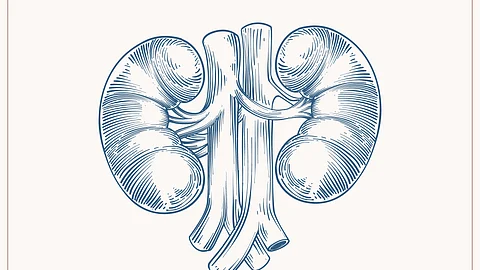 Hand drawn kidney drawing illustration