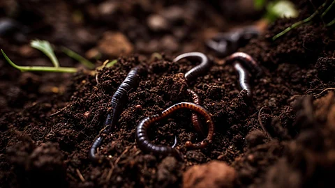 Crawling millipede, slimy earthworm small caterpillar