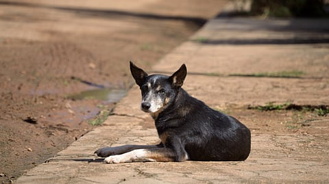 A stray black dog sitting alone on the street pavement.