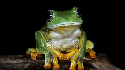Red-eyed tree frog close-up on leaves