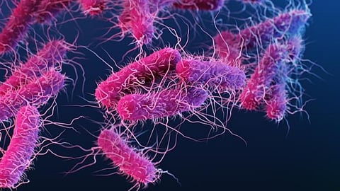 These are tiny, red-coloured, rod-shaped bacteria like E. Coli that have flagella on their surface.