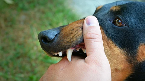 Vicious dog showing teeth and biting hand