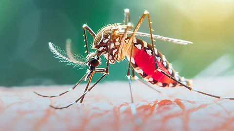 Photo of Dengue, a mosquito bites a white boy's arm