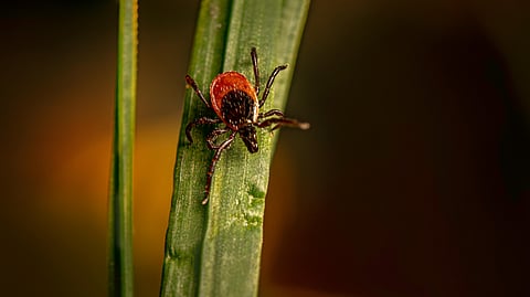A tick is sitting on the flat surface of a green leaf.