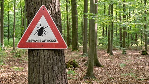 A red warning sign on a tree in a forest reads "Beware of Ticks!"