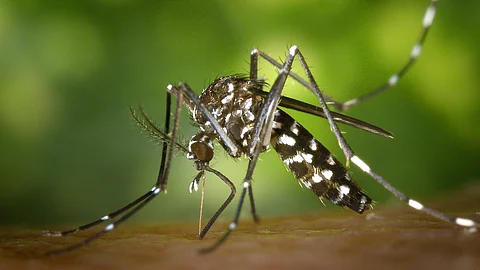 A close-up picture of a mosquito.