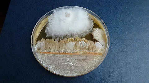 Fusarium graminearum