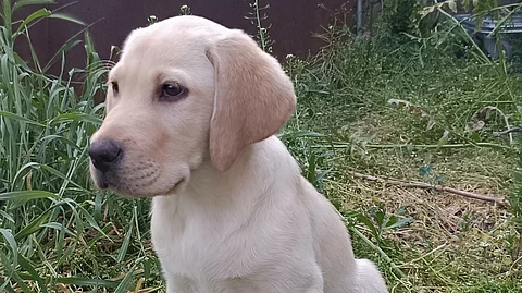 A yellow lab puppy is sitting playfully in a lush green grass field, looking curiously at the camera.
