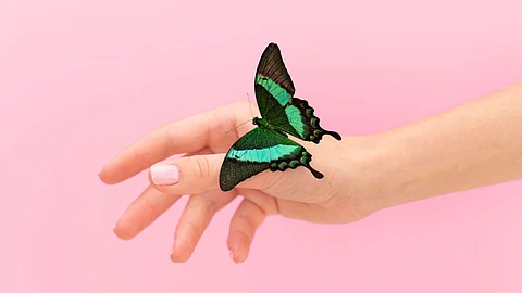 A green and black colored butterfly is sitting on a hand with a pink background.
