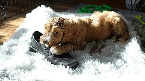 A cute puppy biting on a black shoe sitting on a white fluffy mat.