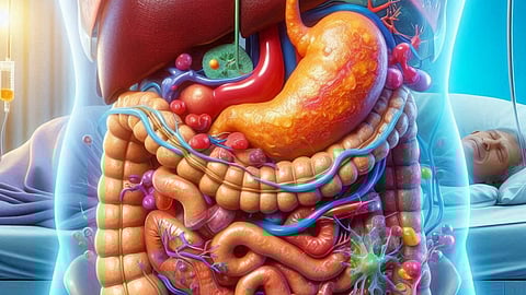 An image showing an illustration of human digestive organs with detailed anatomy.