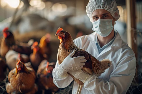 Poultry farm worker