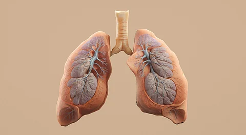 An image of human lungs.