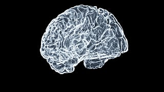 Image of the brain illuminated.