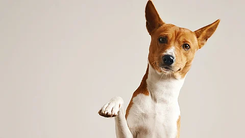 Image depicting brown and white dog raising one paw, looking at the camera.