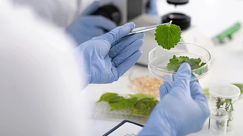 Image shows gloved hands holding a leaf over a petri dish.