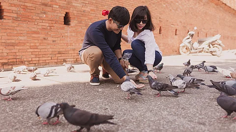 Image shows two people feeding pigeons near a brick wall.