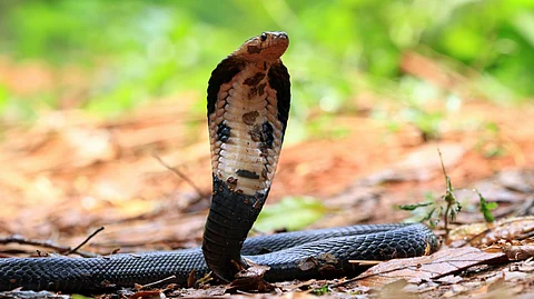 Closeup head shot of javan cobra snake ready to attack.