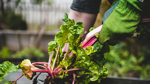 A close-up shot of a person's hands wearing green gloves, pulling a bunch of chard out of the dirt in a garden bed.