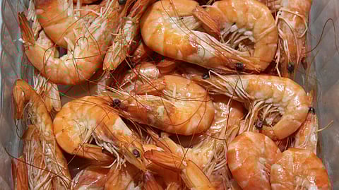 Image is of shrimp, piled up together.