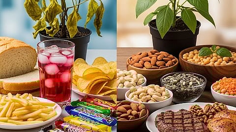 This image is depicting a collage where first image consist of unhealthy food which has low zinc nutrition and second image consist of healthy food which is rich in zinc nutrient.