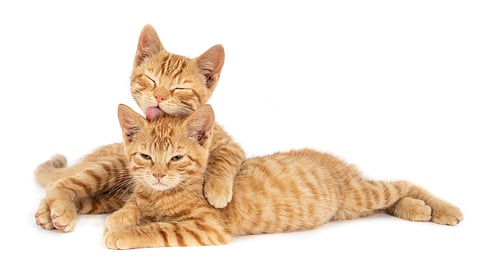 Image of two ginger cats one lying over the other.