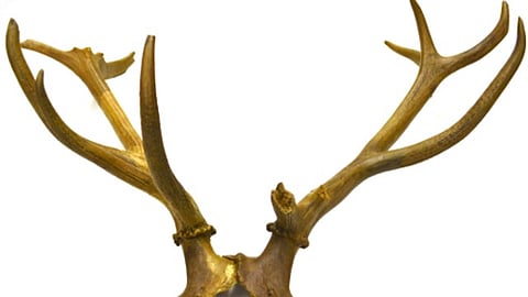 A picture of antlers.