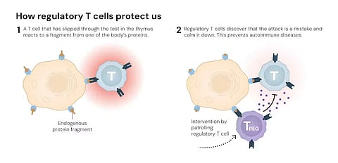 T helper and regulatory T cells