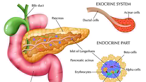 An image of pancreas and its sub-parts.
