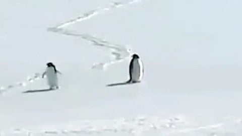 Two penguins standing in the snow, one looking directly at the other while the second turns away.