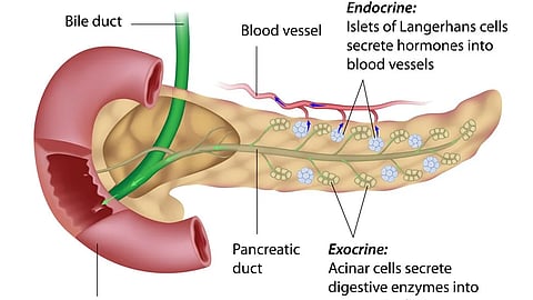 Visual representation of pancreas highlighting its functions in hormone secretion and enzyme production